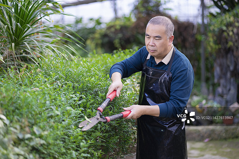 植物园里的中年男性园艺工人图片素材