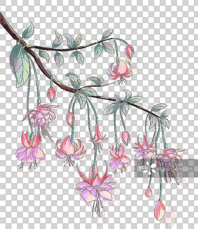 小雪节气粉色的倒挂金钟元素图片素材