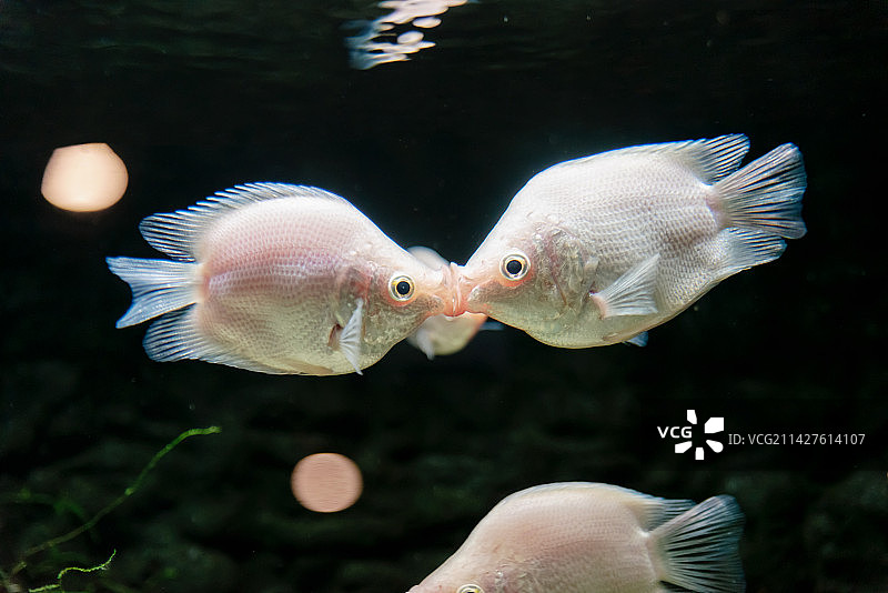 接吻鱼图片素材