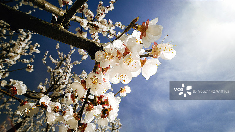 蓝天下杏花图片素材