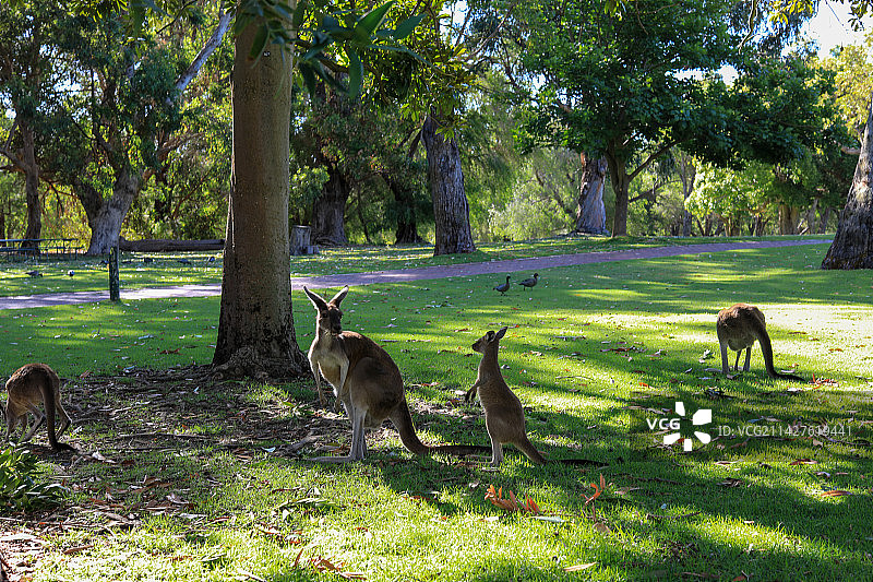 澳大利亚扬切普国家公园图片素材