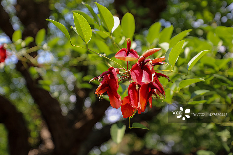 澳大利亚鸡冠刺桐图片素材