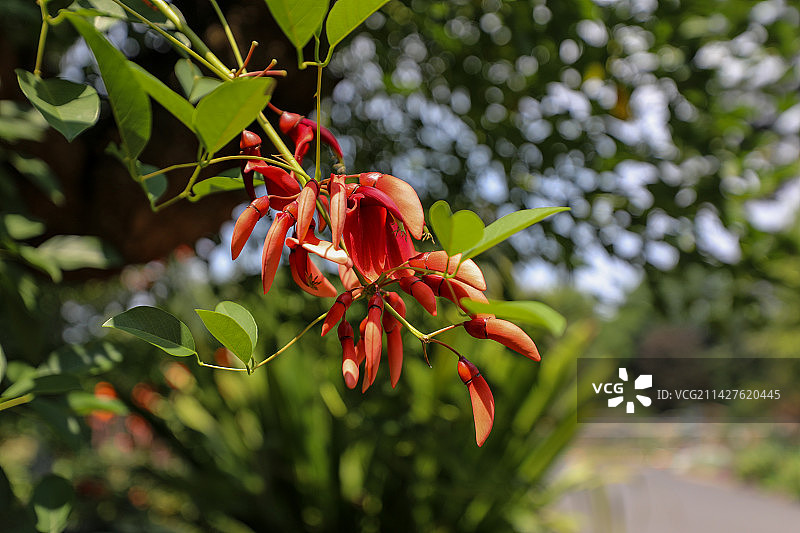 澳大利亚鸡冠刺桐图片素材