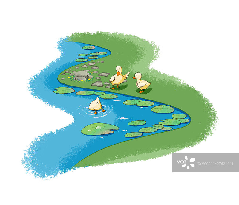 小鸭子游泳图片素材
