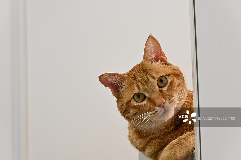 猫崽康康图片素材