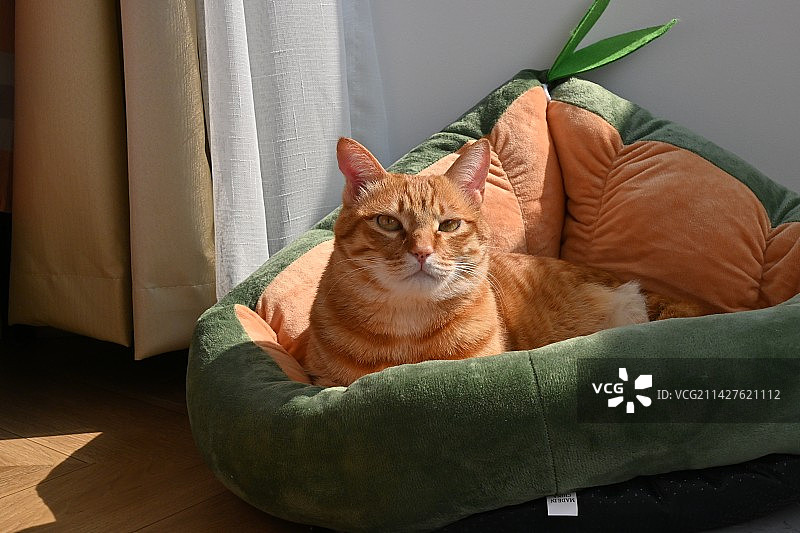 猫崽康康图片素材