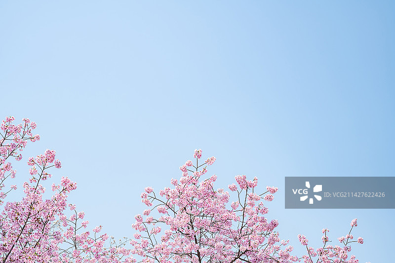 春天盛开的粉红樱花图片素材