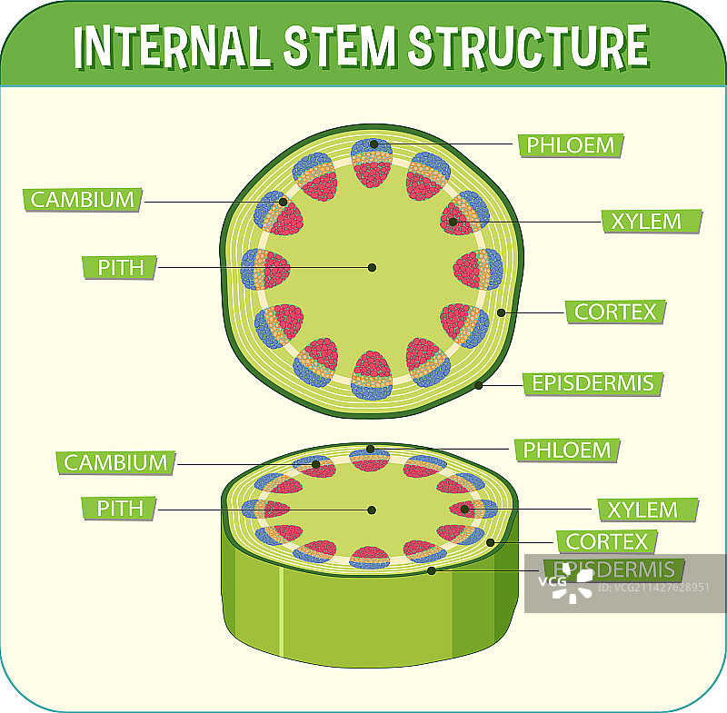茎的内部结构图图片素材
