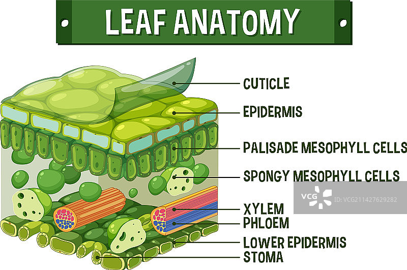 树叶内部结构图图片素材