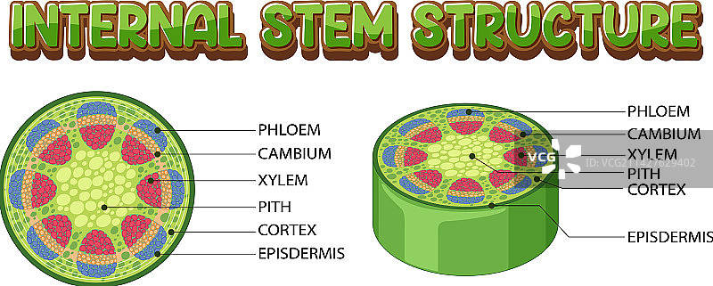 茎的内部结构图图片素材