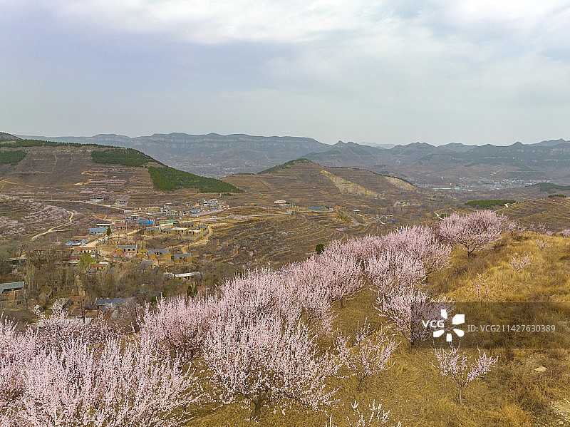 济南柳埠石匣村杏花图片素材