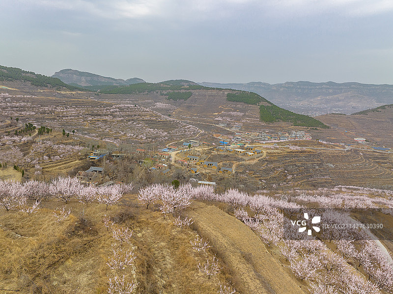 济南柳埠石匣村杏花图片素材