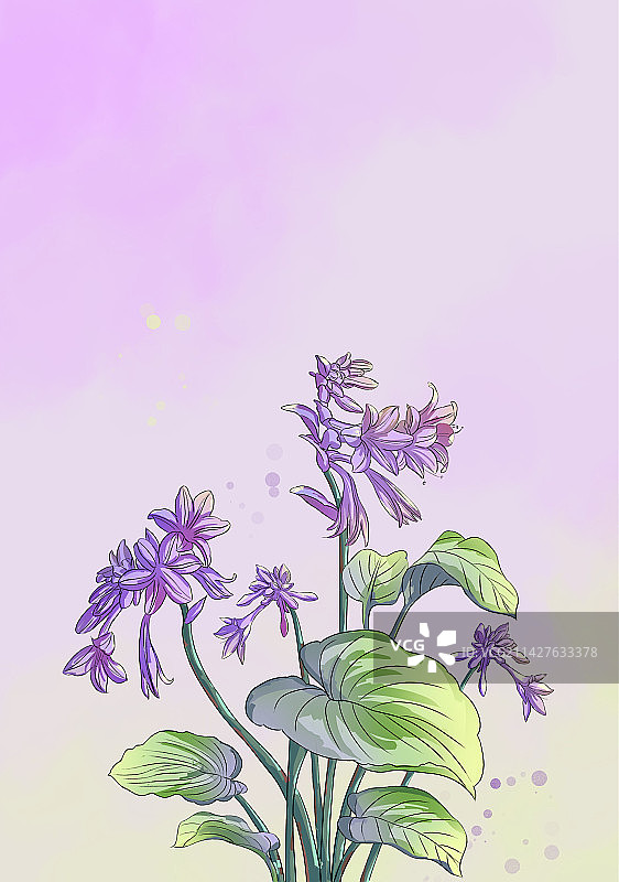 处暑节气的紫色玉簪花插画图片素材