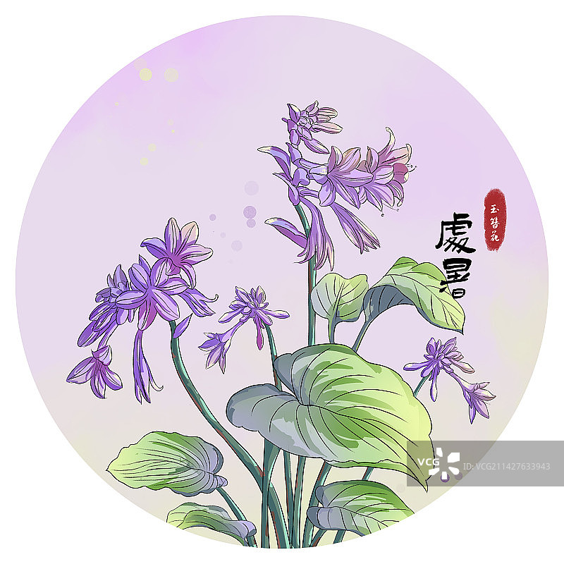 处暑节气紫色的玉簪花插画海报图片素材