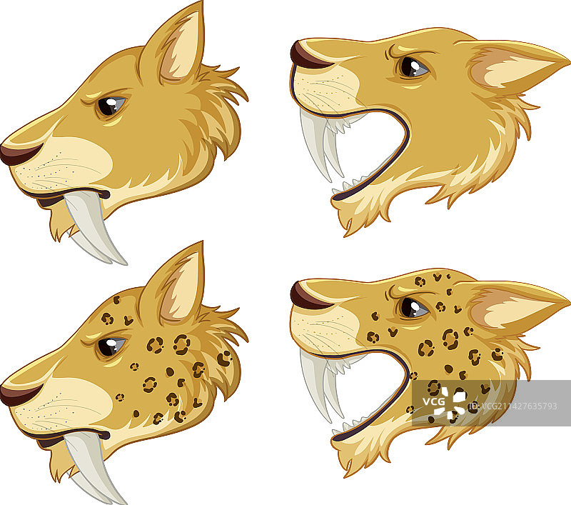 剑齿猫图片素材