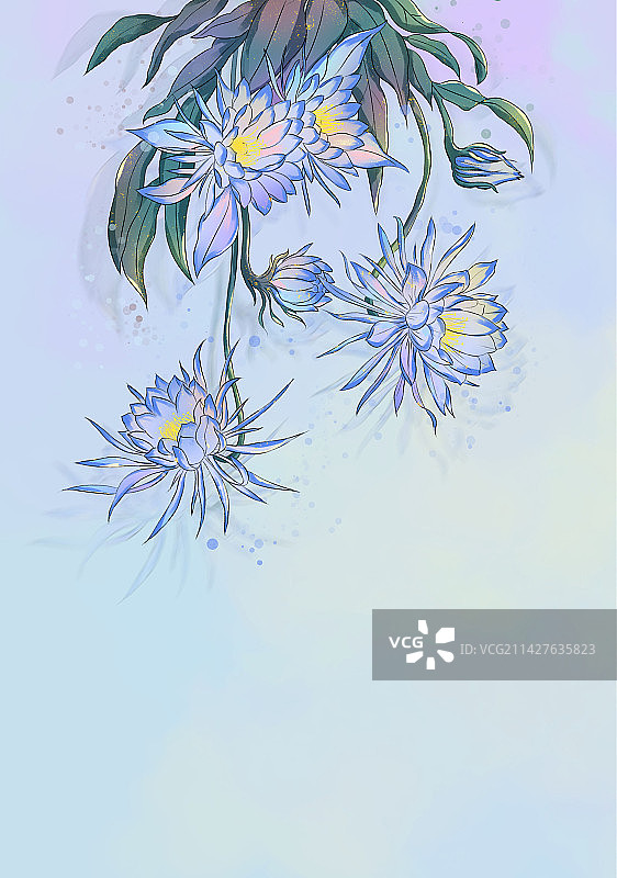 白露节气盛开的昙花插画图片素材