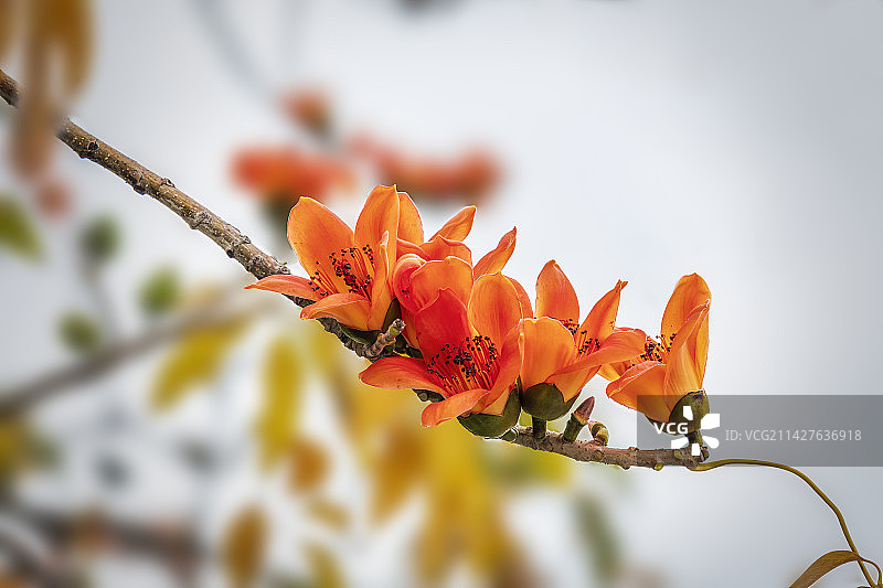 木棉花图片素材