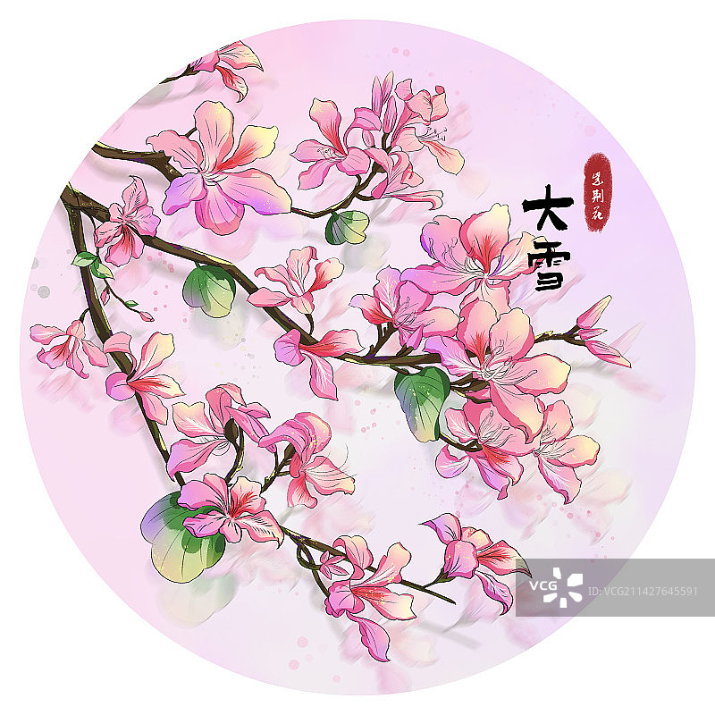 大雪节气盛开的粉色紫荆花插画海报图片素材