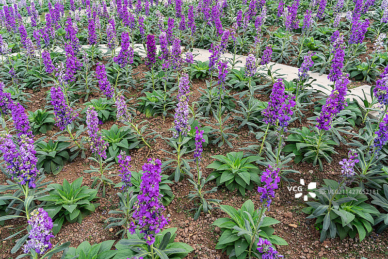 紫罗兰图片素材