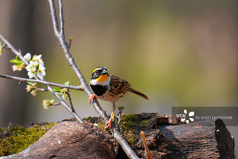 鸟栖息在树枝上的特写镜头图片素材