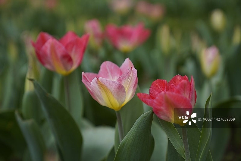 郁金香初放-自由生长、灵动之美图片素材