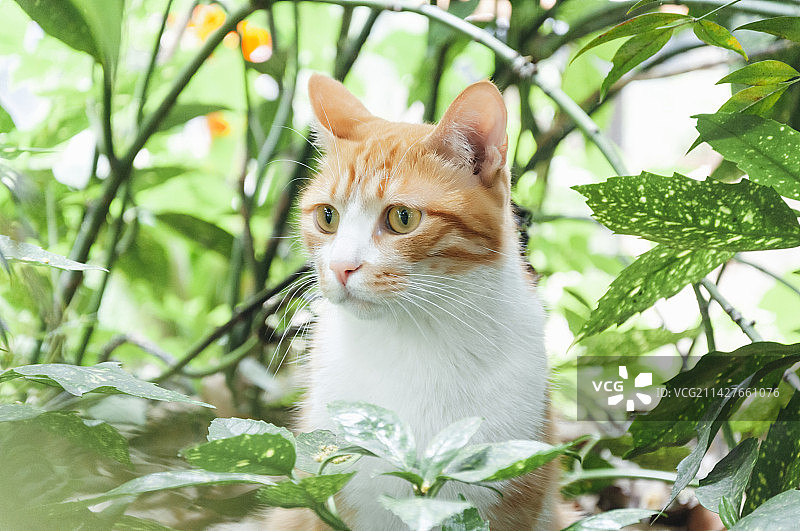 丛中有大橘图片素材