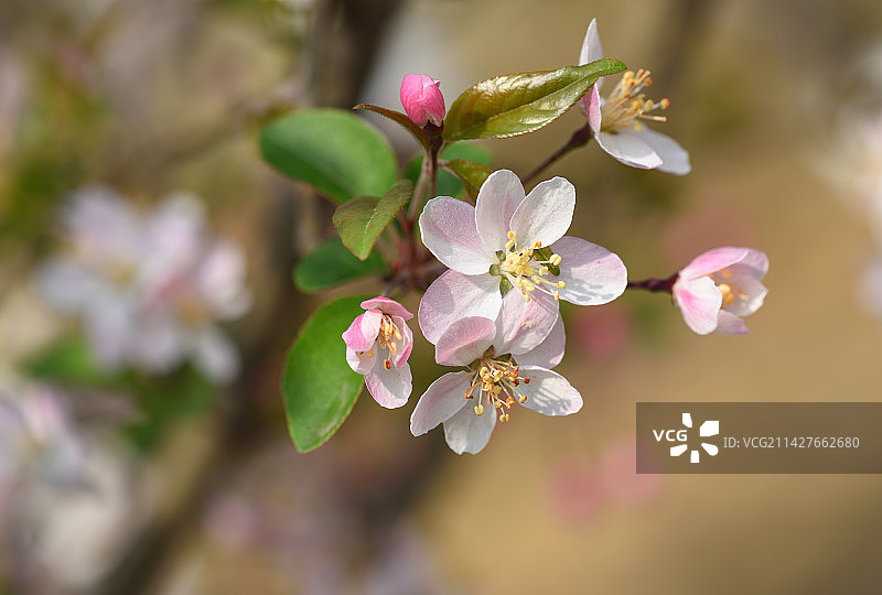 四季海棠图片素材