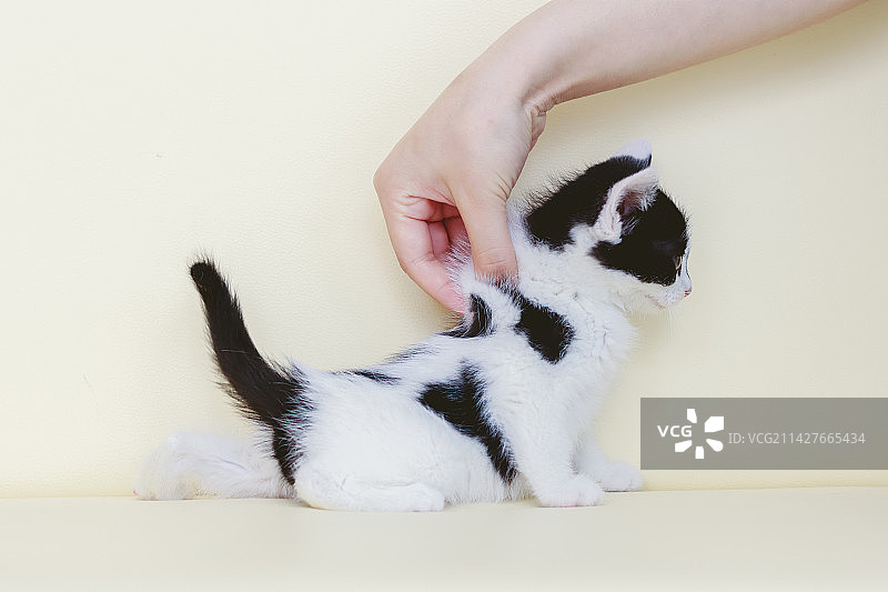 挑逗小奶牛猫图片素材