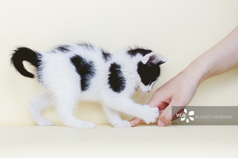 挑逗小奶牛猫图片素材