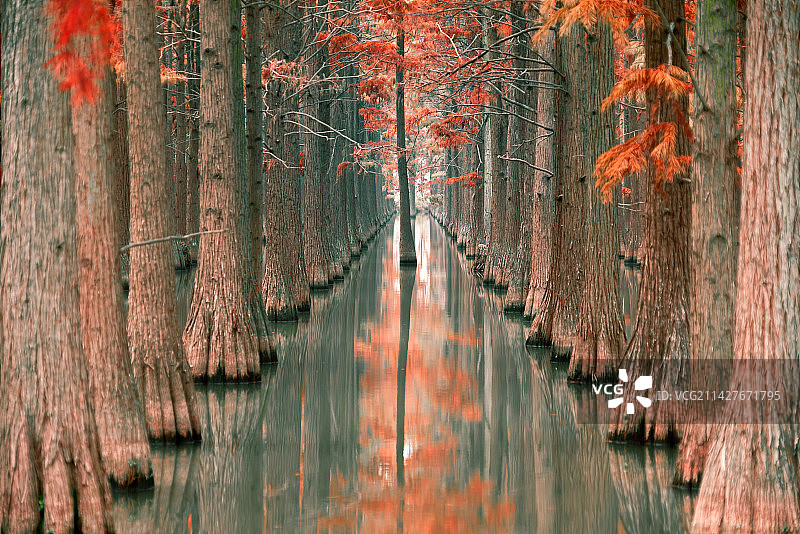 水上森林卫士图片素材