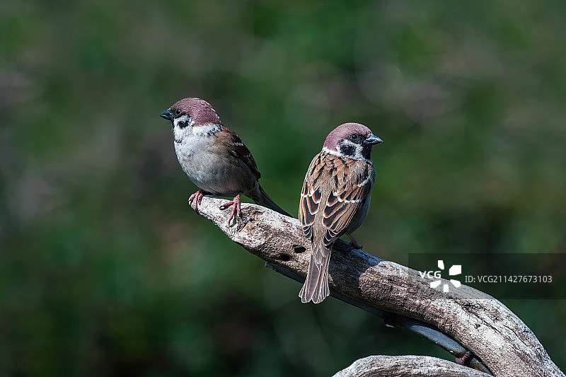 麻雀一对图片素材