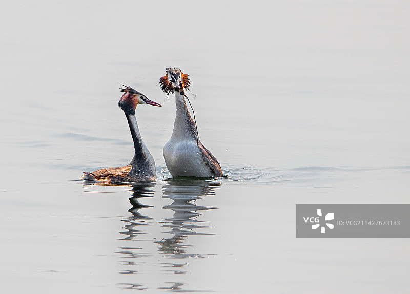 热恋中的鸊鷉图片素材