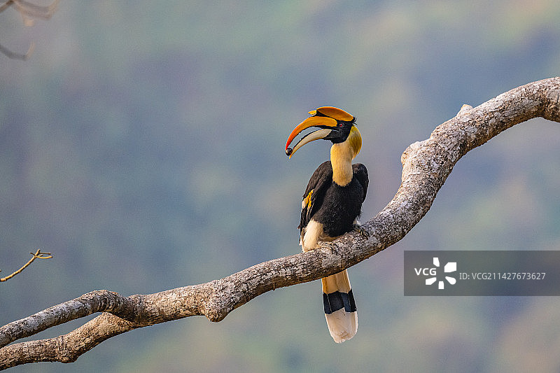 双角犀牛鸟图片素材