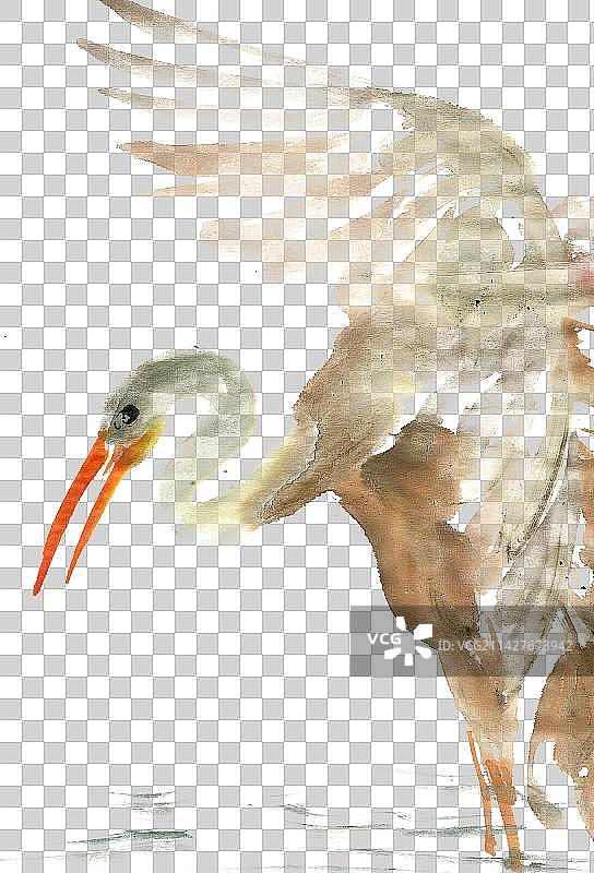 展翅的水鸟图片素材