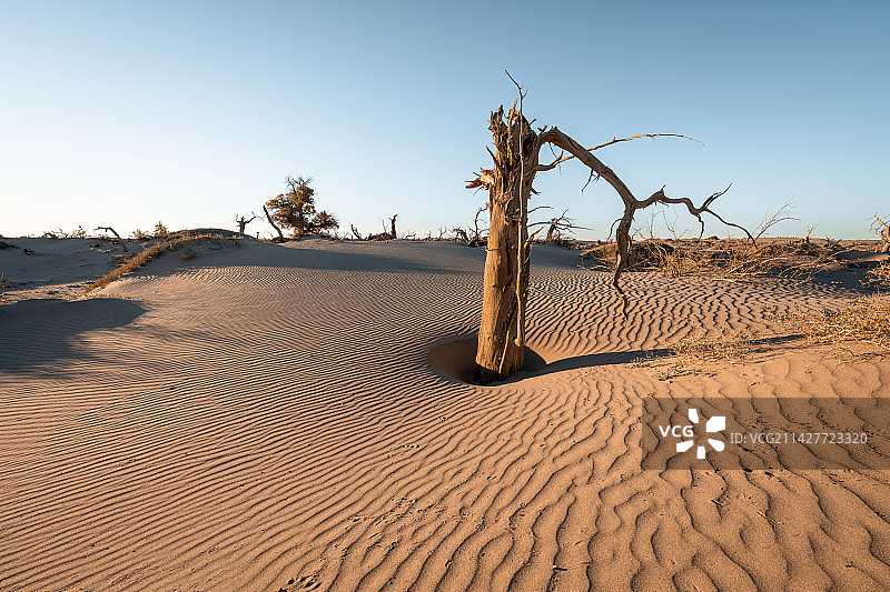 内蒙古额济纳胡杨林怪树林自然风光生命奇迹图片素材