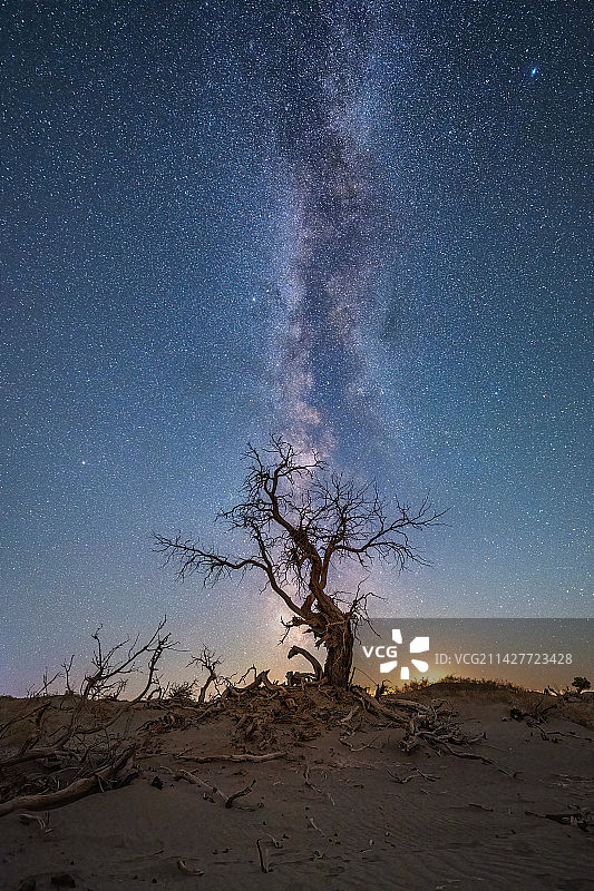内蒙古额济纳旗怪树林星空自然风光图片素材