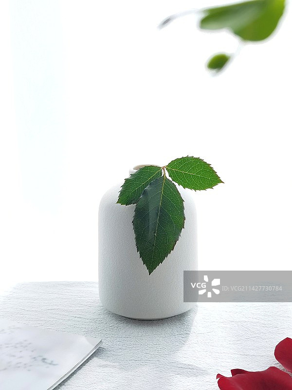 白色背景下桌上盆栽植物的特写镜头图片素材