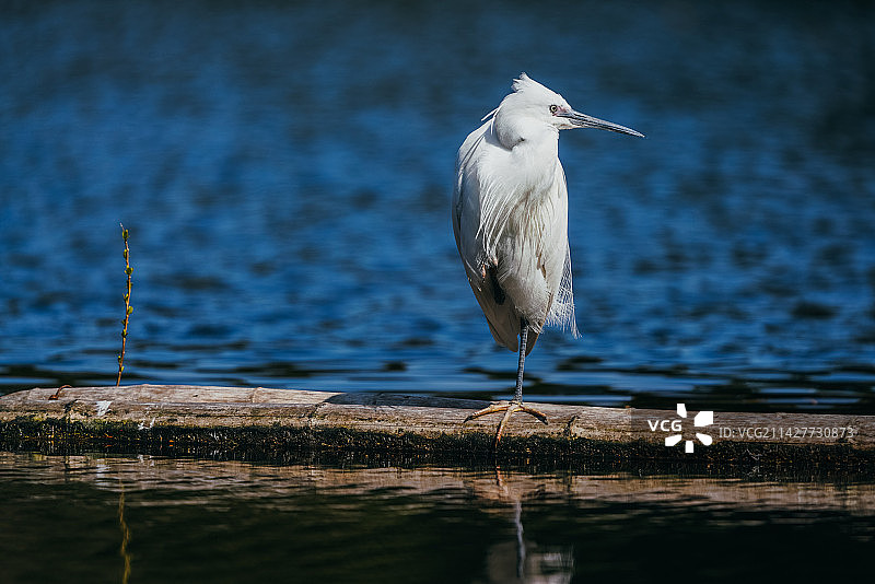 白鹭歇息图片素材