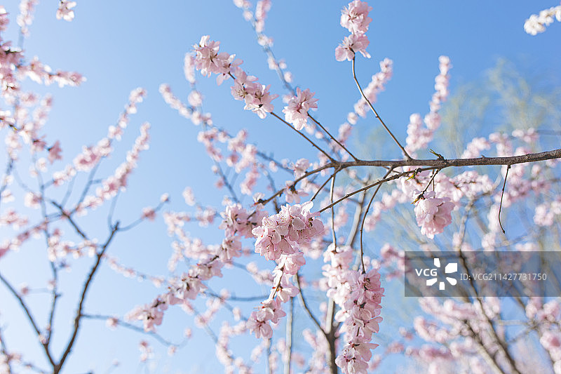 桃花，樱花图片素材