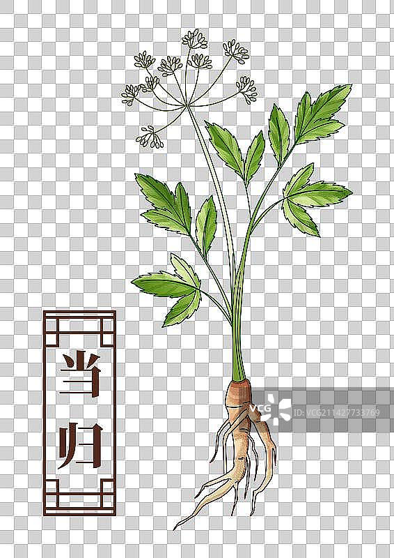 当归中药材药材插画元素图片素材