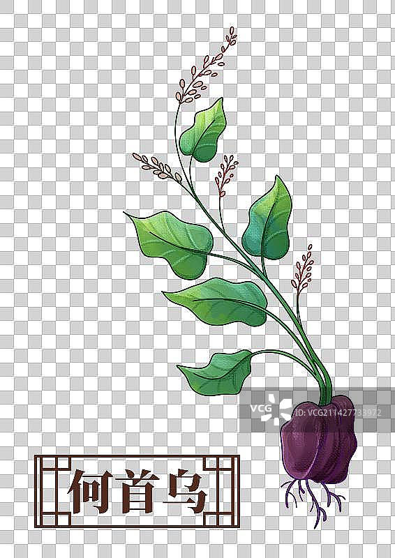 何首乌中药材药材插画元素图片素材