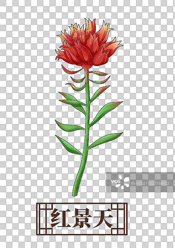 红景天中药材药材插画元素图片素材