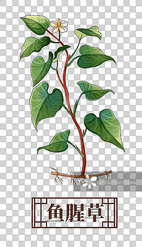 鱼腥草中药材药材插画元素图片素材