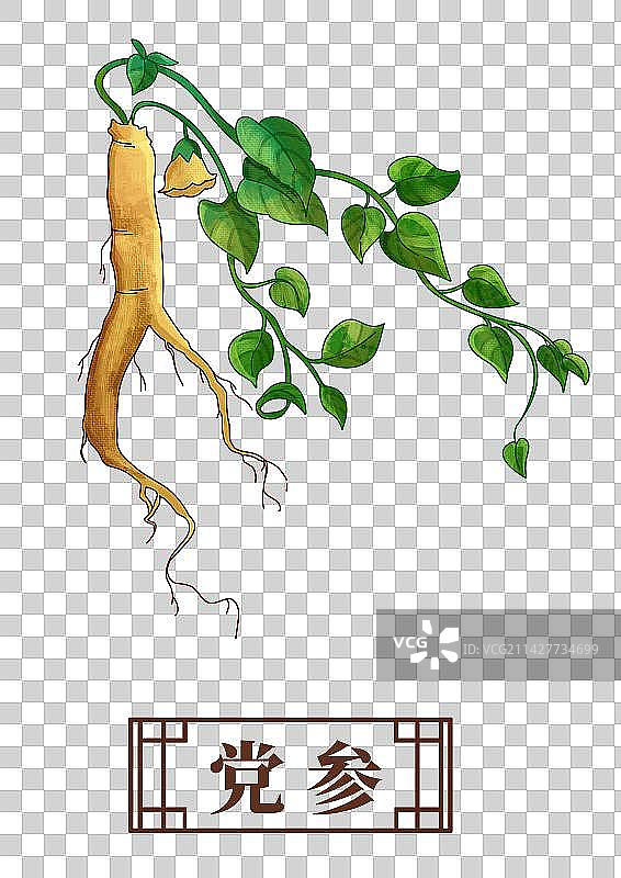 党参中药材药材插画元素图片素材