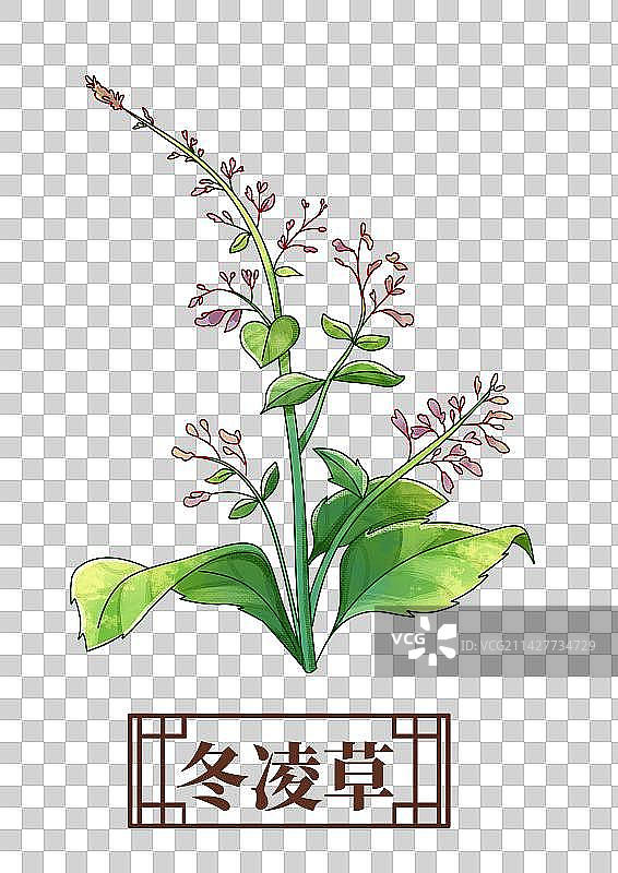 冬凌草中药材药材插画元素图片素材