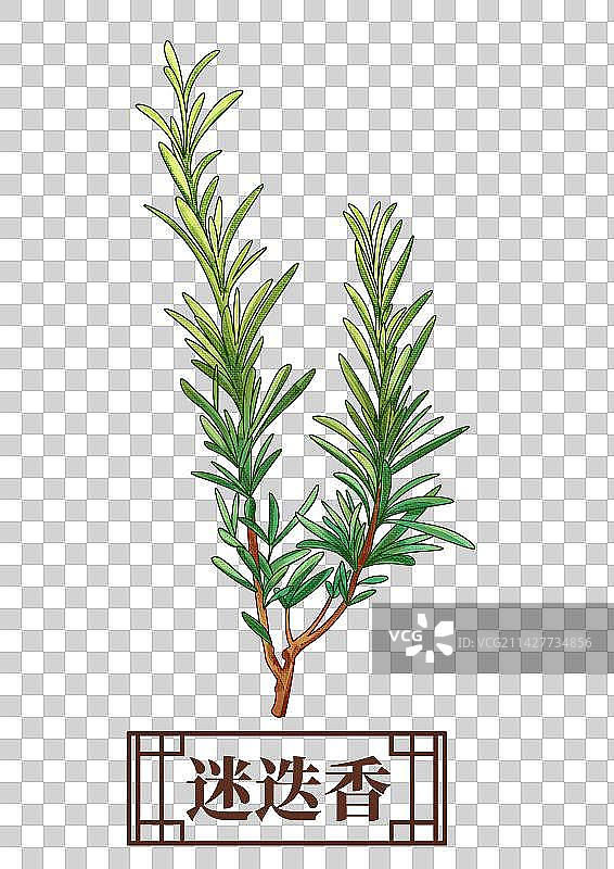 迷迭香中药材药材插画元素图片素材
