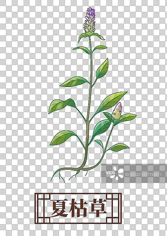 夏枯草中药材药材插画元素图片素材