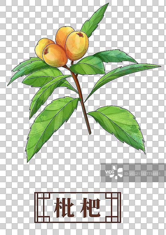 枇杷中药材药材插画元素图片素材