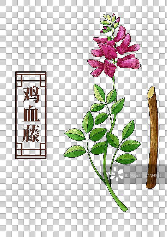 鸡血藤中药材药材插画元素图片素材