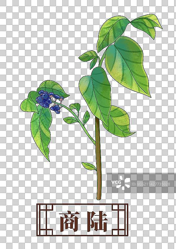 商陆中药材药材插画元素图片素材